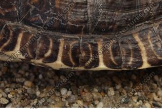 tortoise shell 0013
